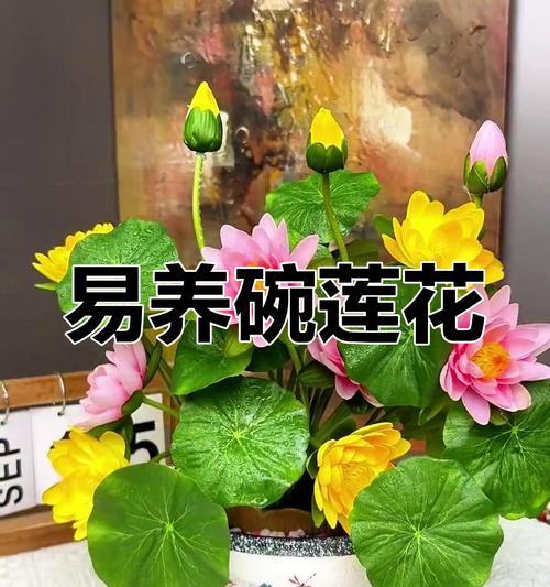 碗莲的花语代表了什么？