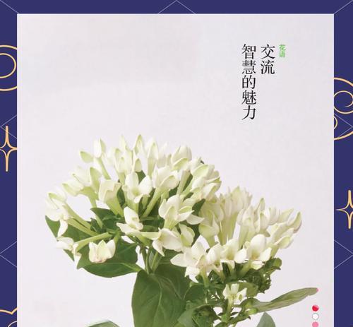 十二月每个月的花语分别是什么？