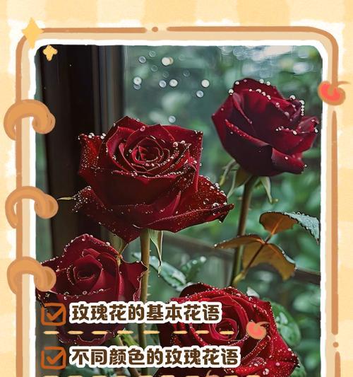 玫瑰花盆景的花语是什么？如何表达爱意？