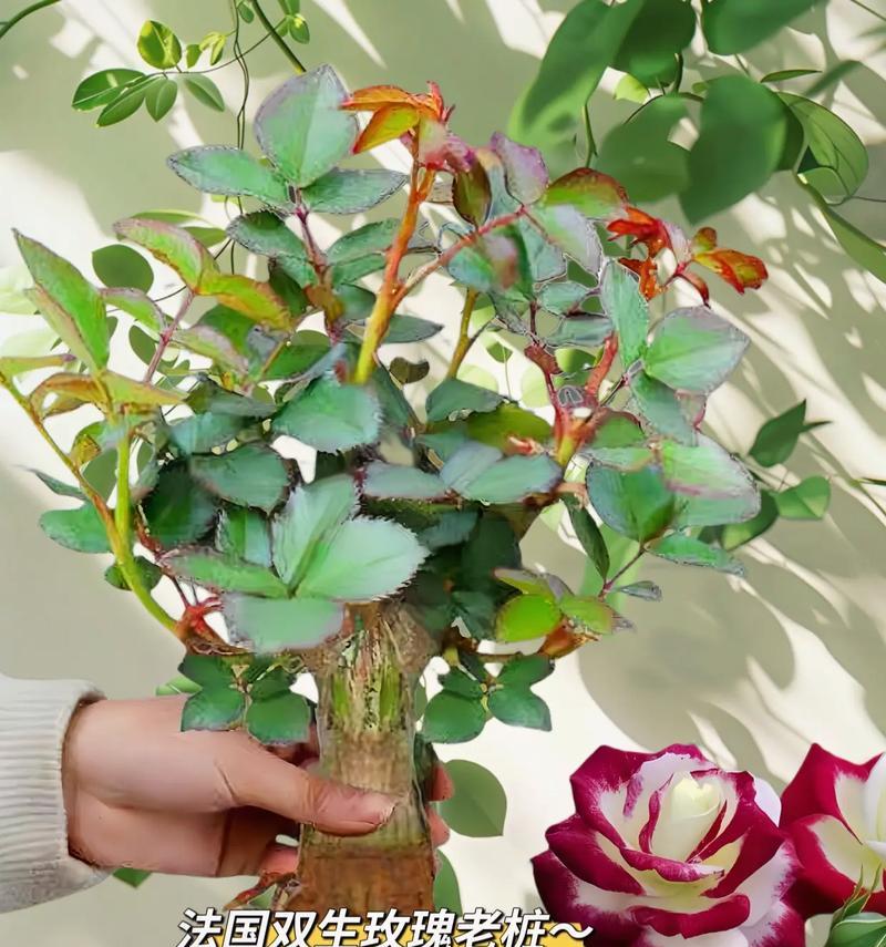 玫瑰花盆景的花语是什么？如何表达爱意？