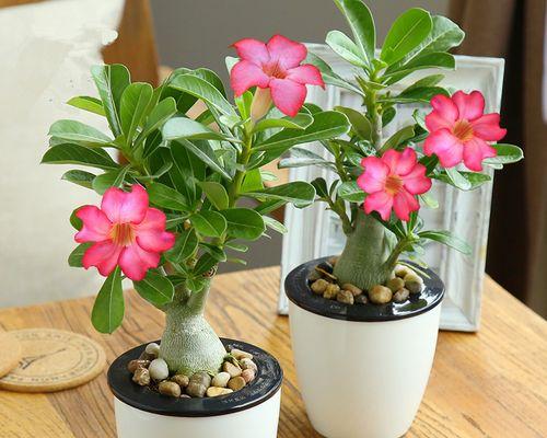 玫瑰花盆景的花语是什么？如何表达爱意？