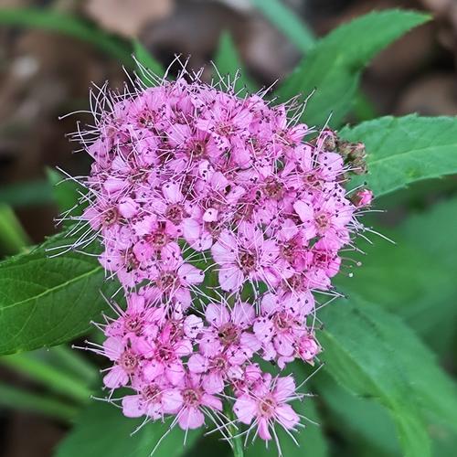 粉花绣线菊代表什么？它的花语有哪些含义？