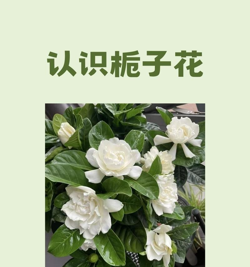 栀子花的爱情花语是什么？它如何表达情感？
