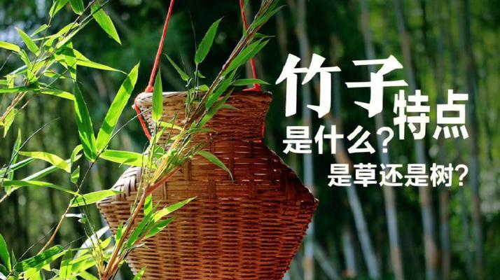 竹子的花语象征着什么？它在文化中扮演什么角色？