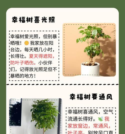 小幸福树的花语是什么？它如何带来好运？