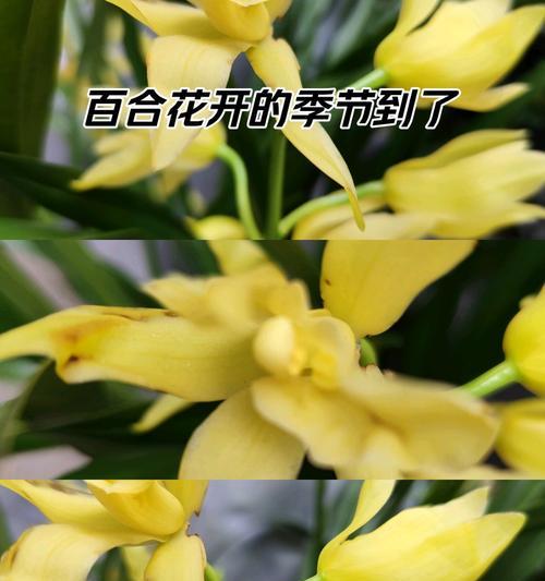 多花之中兰花的花语是什么？它有哪些特别含义？