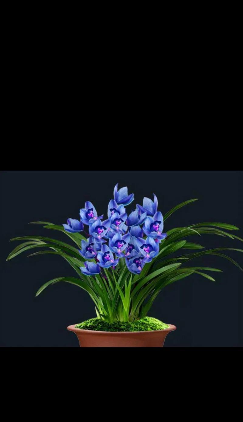 多花之中兰花的花语是什么？它有哪些特别含义？