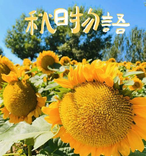 向日葵的花语是什么？它为何被认为是积极的象征？
