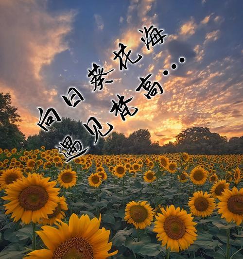 向日葵的花语是什么？它为何被认为是积极的象征？