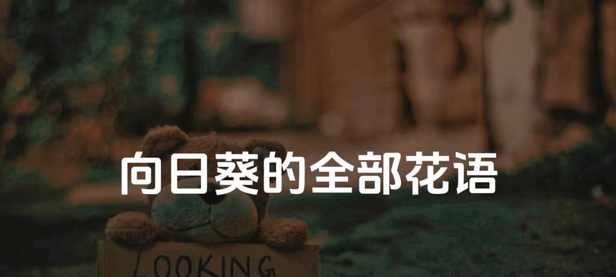 几支向日葵代表什么？它们的花语有何特别之处？