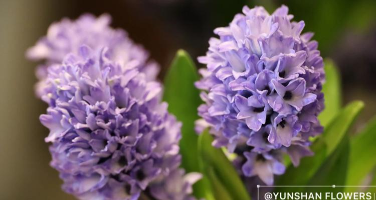 紫色洋地黄的花语是什么？它在花语中代表什么？