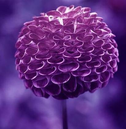 紫色洋地黄的花语是什么？它在花语中代表什么？