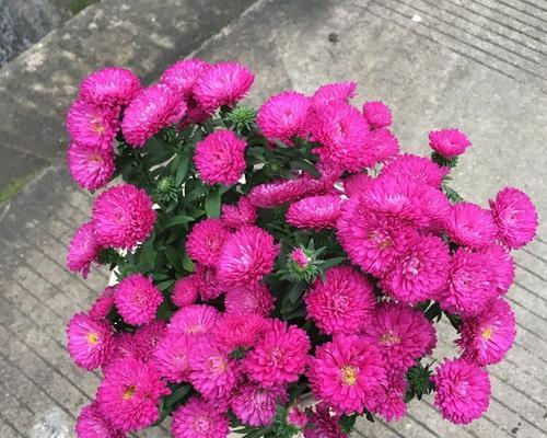 荷兰菊花语粉色是什么意思？