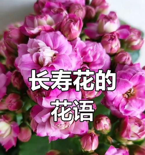 哪种花的花语是象征长寿？