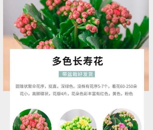 哪种花的花语是象征长寿？