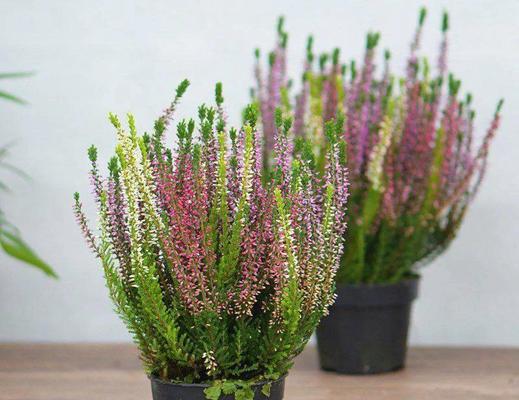 欧石楠花语象征着什么？