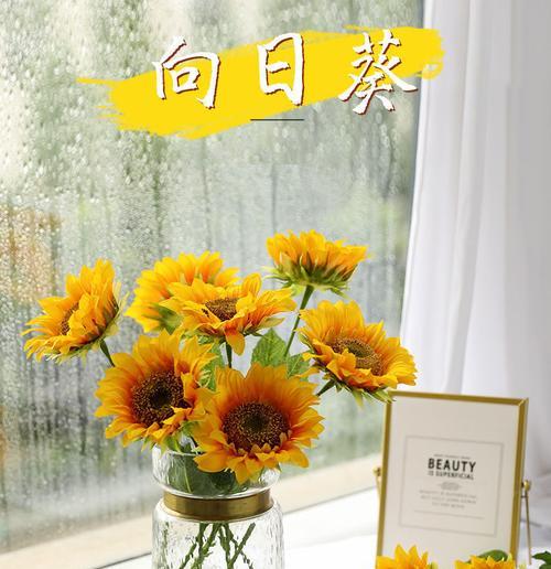 太阳花干花的花语有哪些含义？