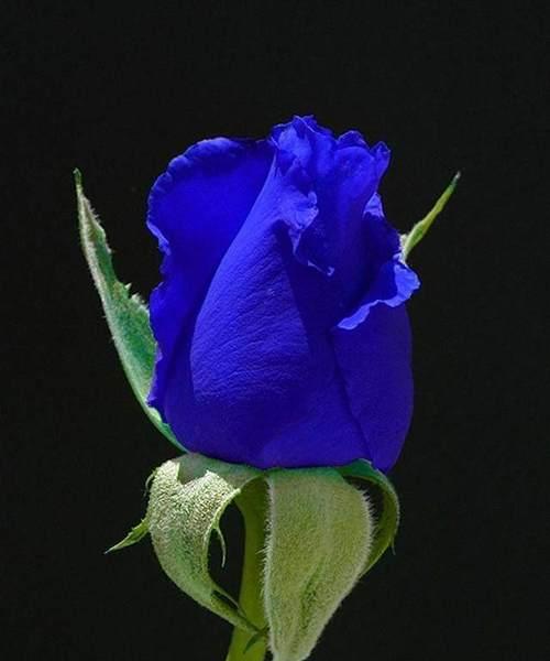 蓝色浦公英的花语代表什么？