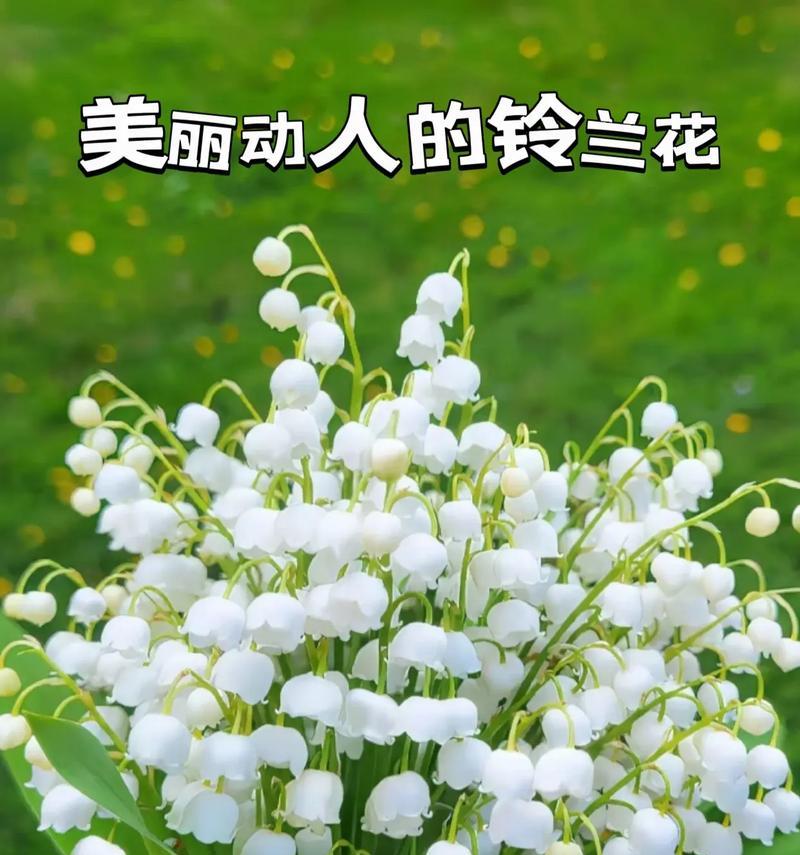 英国蓝铃花的花语是什么？