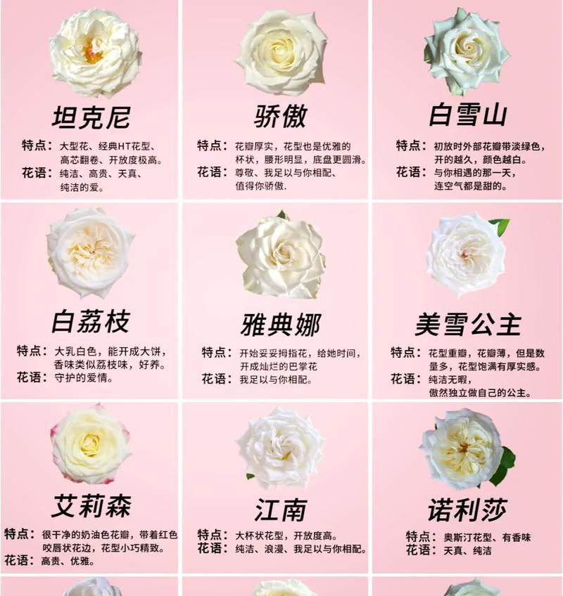卡丽植物的花语有哪些？