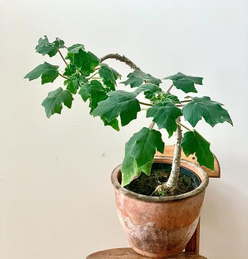 卡丽植物的花语有哪些？