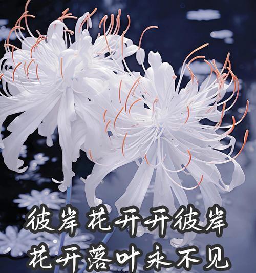 彼岸花的花语备注有哪些？