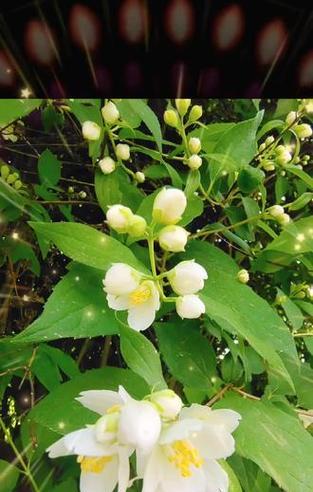 哪种花的花语是平安？