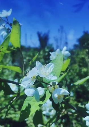 哪种花的花语是平安？