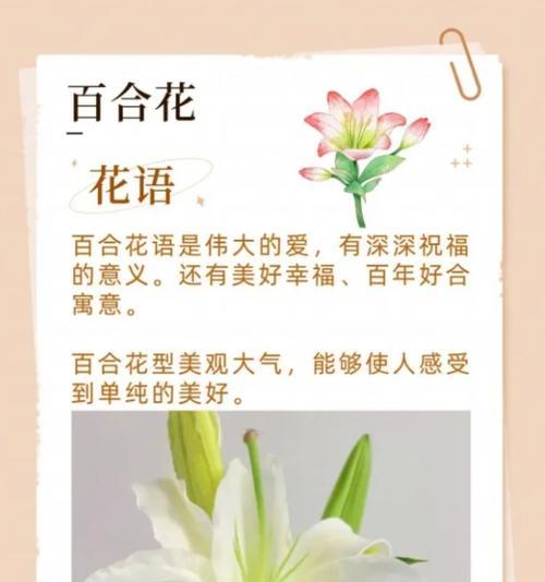 向日癸的花语有哪些？