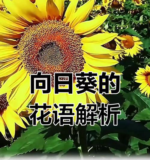 向日癸的花语有哪些？