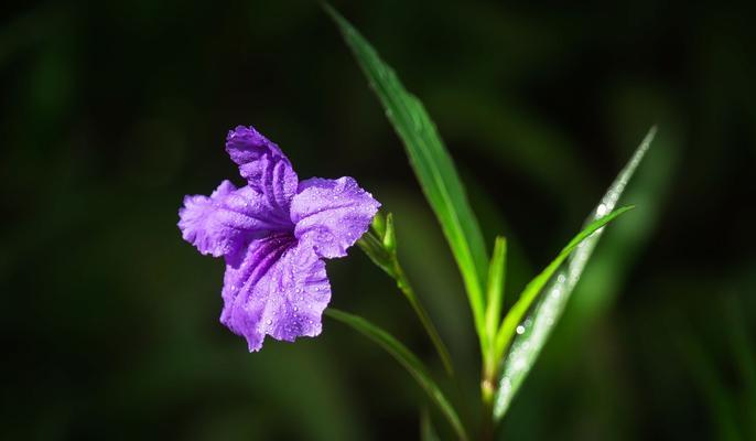 楠木花的花语是什么？