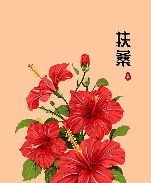 扶桑花的花语象征着什么？