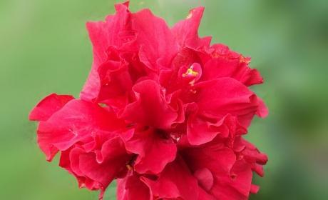 扶桑花的花语象征着什么？