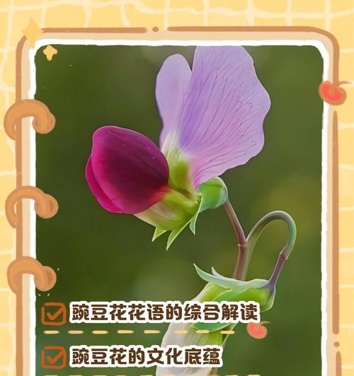 哪种花的花语代表危险的爱？