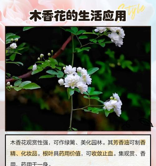 哪种花的花语代表危险的爱？