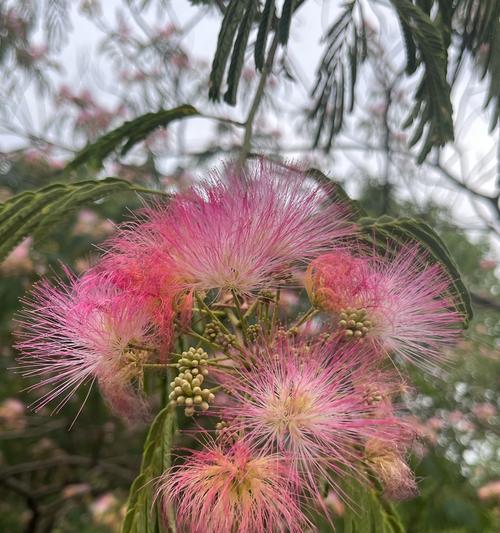 合欢花诗句中的花语是什么？