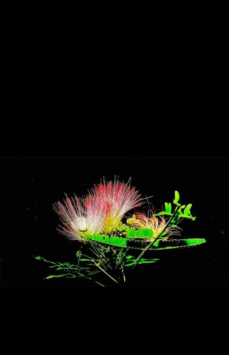 合欢花诗句中的花语是什么？