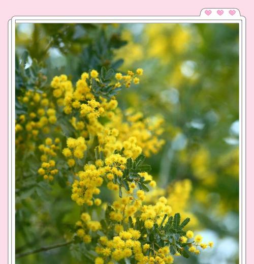 合欢花诗句中的花语是什么？