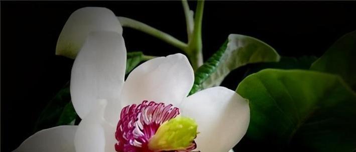 各种木兰花的花语是什么？如何表达爱意？