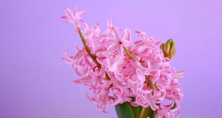 风信子的花语意思是什么？如何用风信子表达爱意？