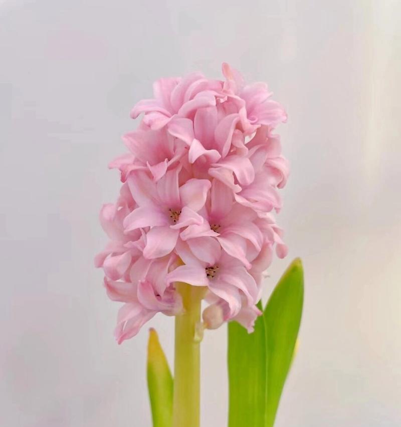 风信子的花语意思是什么？如何用风信子表达爱意？