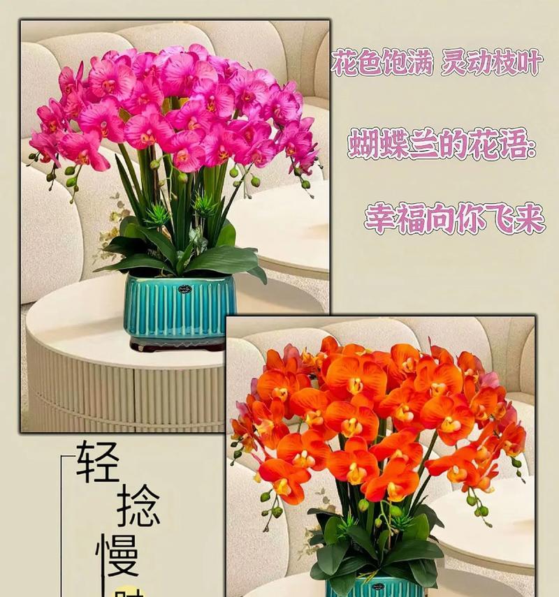 蝴蝶兰的花语姻缘是什么？如何用蝴蝶兰表达情感？