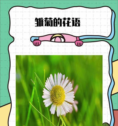 三朵小雏菊的花语是什么？如何用小雏菊表达祝福？