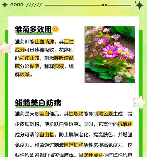 三朵小雏菊的花语是什么？如何用小雏菊表达祝福？