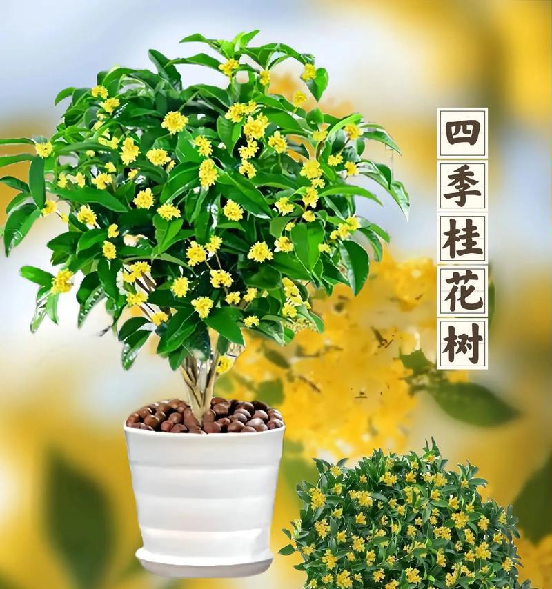 桂花树花的花语是什么？如何用桂花树花表达情感？