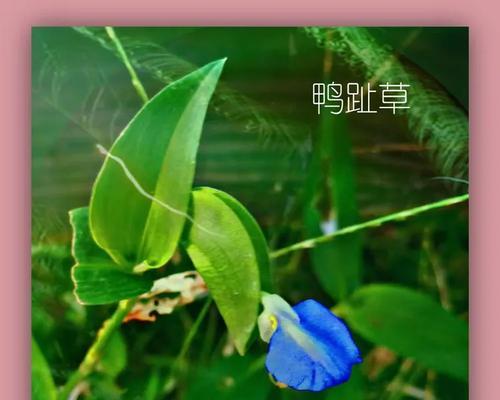 紫鸭趾草的花语是什么？如何用紫鸭趾草表达情感？