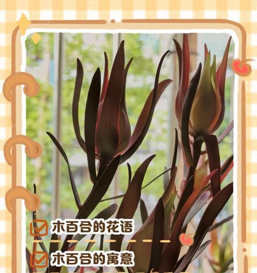 光明百合的花语是什么？如何用光明百合表达爱意？