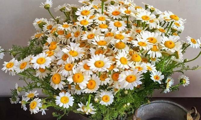 混色小雏菊的花语是什么？如何用混色小雏菊表达祝福？