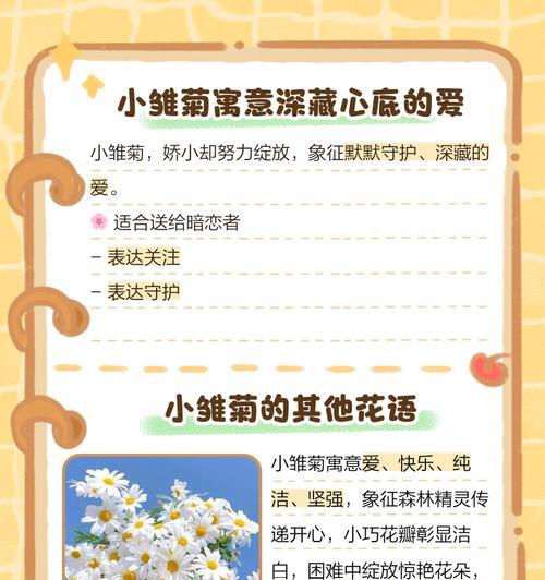 混色小雏菊的花语是什么？如何用混色小雏菊表达祝福？