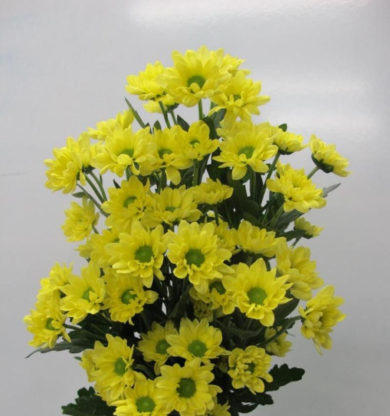 混色小雏菊的花语是什么？如何用混色小雏菊表达祝福？